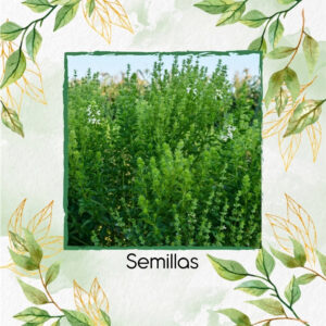 Semillas Orgánicas De Albahaca Fino