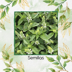 Semillas Orgánicas De Albahaca Lima