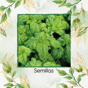 Semillas Orgánicas De Albahaca Mammoth