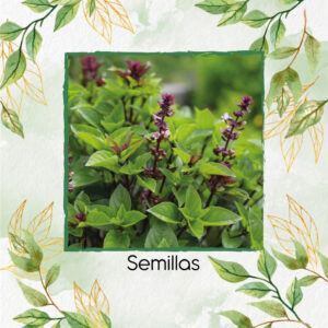 Semillas Orgánicas De Albahaca Regaliz