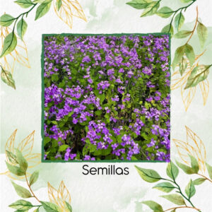 Semillas Orgánicas De Flor Berro Violeta Chino