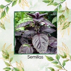 Semillas Orgánicas De Albahaca Rubín Roja
