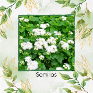 Semillas Orgánicas De Flor Ageratum Blanca
