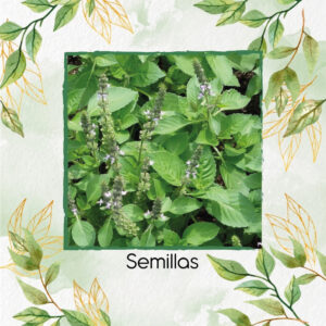 Semillas Orgánicas De Albahaca Sagrada