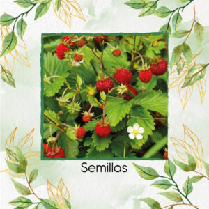 Semillas Orgánicas De Fresa Vesca