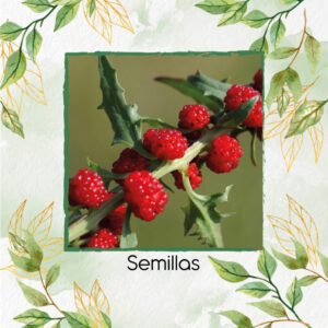 Semillas Orgánicas De Fresa Spinach