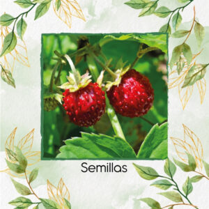 Semillas Orgánicas De Fresa Maravilla Roja