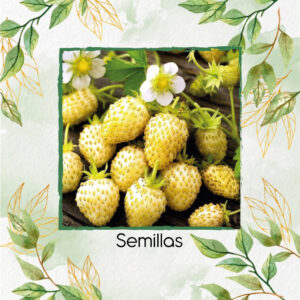 Semillas Orgánicas De Fresa Maravilla Amarilla