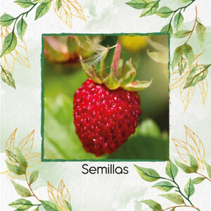 Semillas Orgánicas De Fresa Improved Rügen