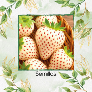 Semillas Orgánicas De Fresa Blanca Alpina