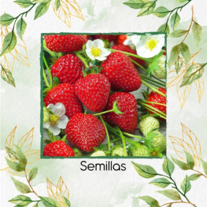 Semillas Orgánicas De Fresa Alejandría