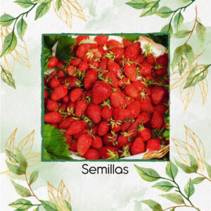 Semillas Orgánicas De Fresa Golden Alexandria