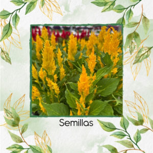 Semillas Orgánicas De Flor Celosia Plumosa Dorada