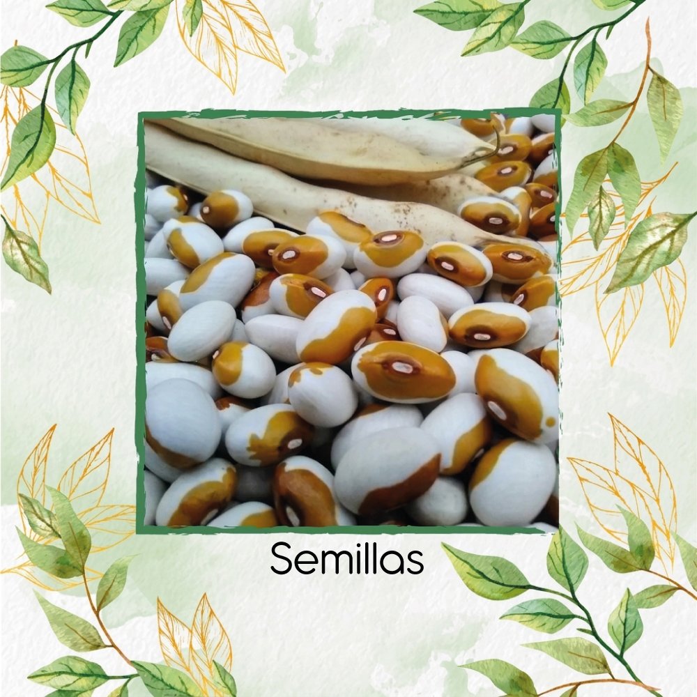 Semillas Orgánicas De Frijol Kenearly Yellow Eye