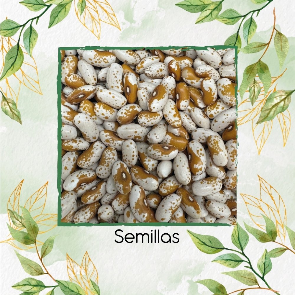 Semillas Orgánicas De Frijol Ganado De Oro De Jacob