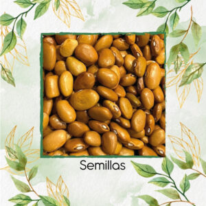 Semillas Orgánicas De Frijol Dorado Mexicano