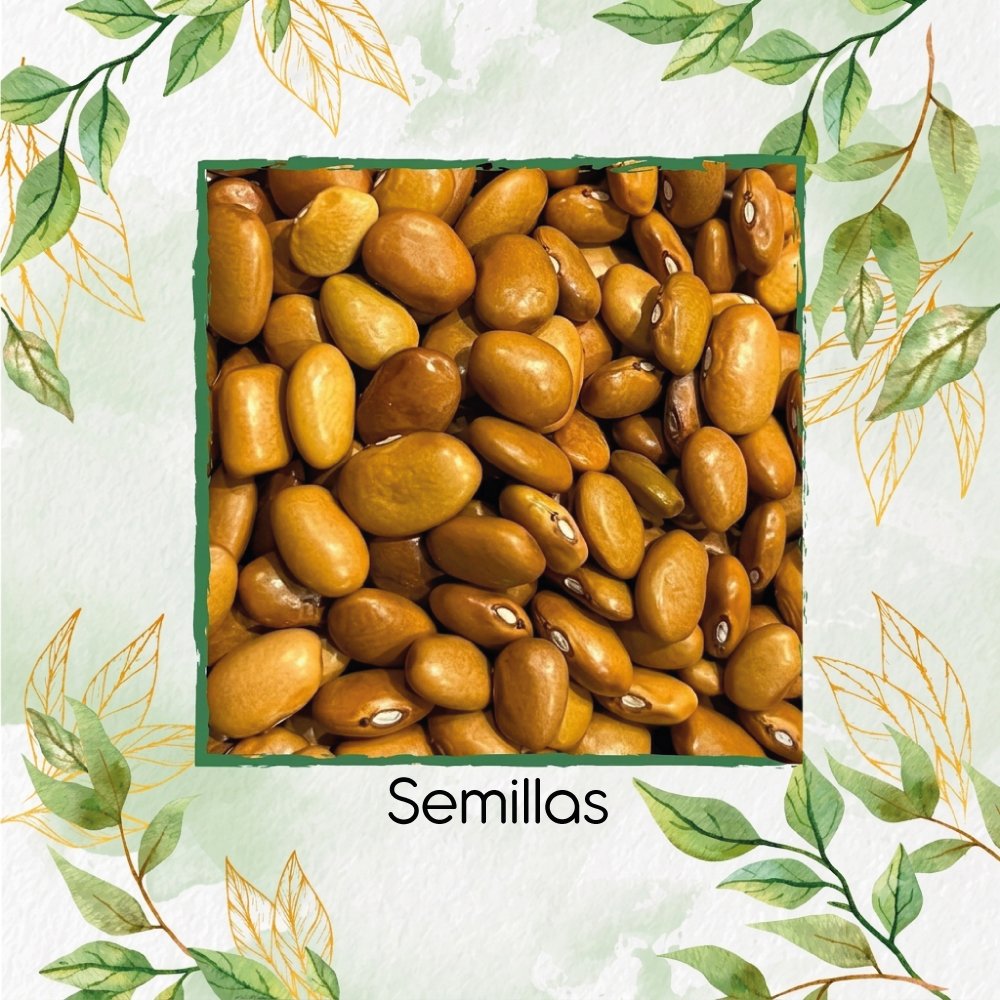 Semillas Orgánicas De Frijol Dorado Mexicano