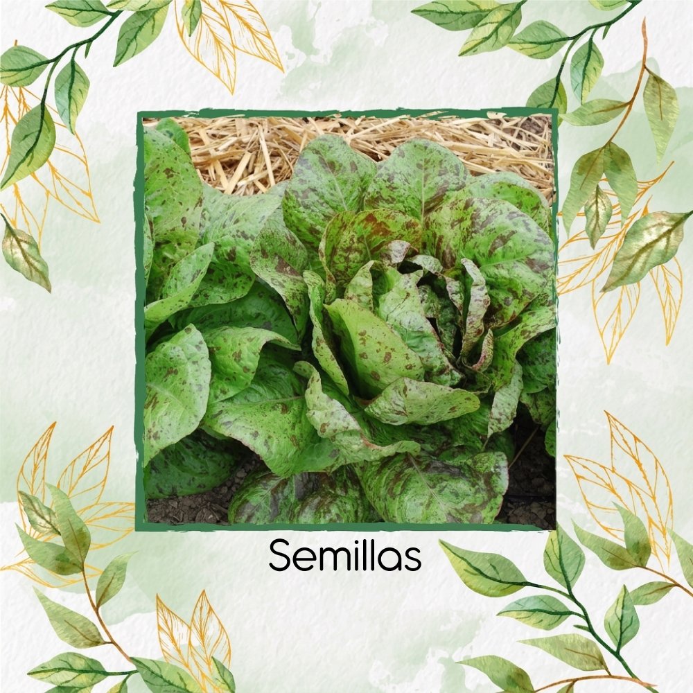 Semillas Orgánicas De Lechuga Romana Freckles