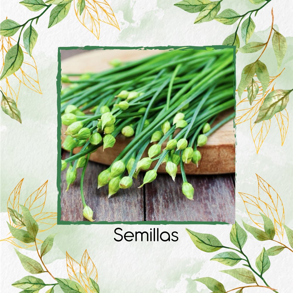 Semillas Orgánicas De Ajo De Rama Fino