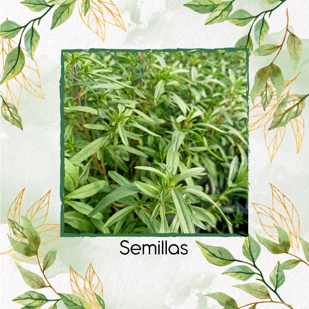 Semillas Orgánicas De Ajedrea de Verano
