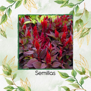 Semillas Orgánicas De Flor Celosia Plumosa Rojo Intenso