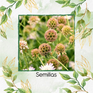 Semillas Orgánicas De Flor Estrella