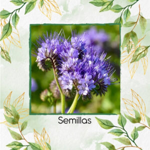 Semillas Orgánicas De Flor Facelia Lanceolada