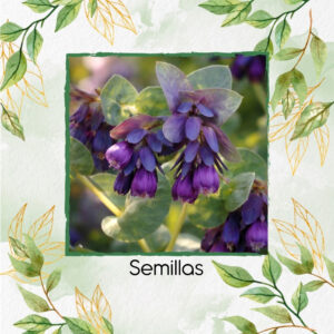 Semillas Orgánicas De Flor Honeywort Morada